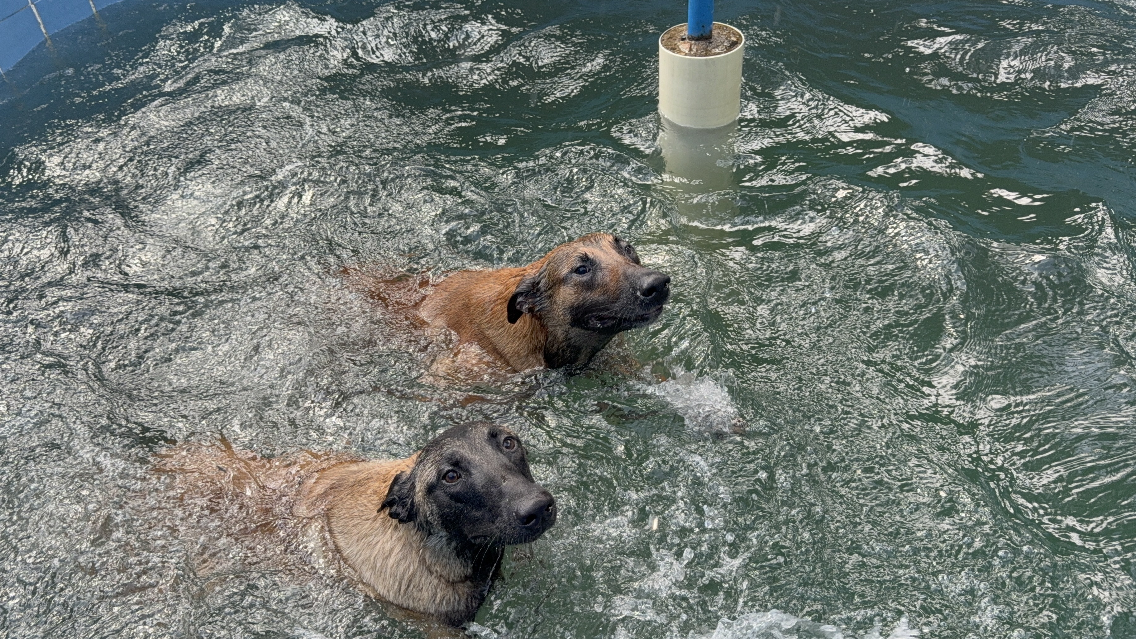 TITAN Y LOLA